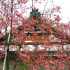 長徳寺の阿亀桜