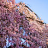氷室神社の一番枝垂れ桜