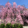 四天王寺さんの庚申堂の桜