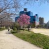 扇町公園の陽光桜