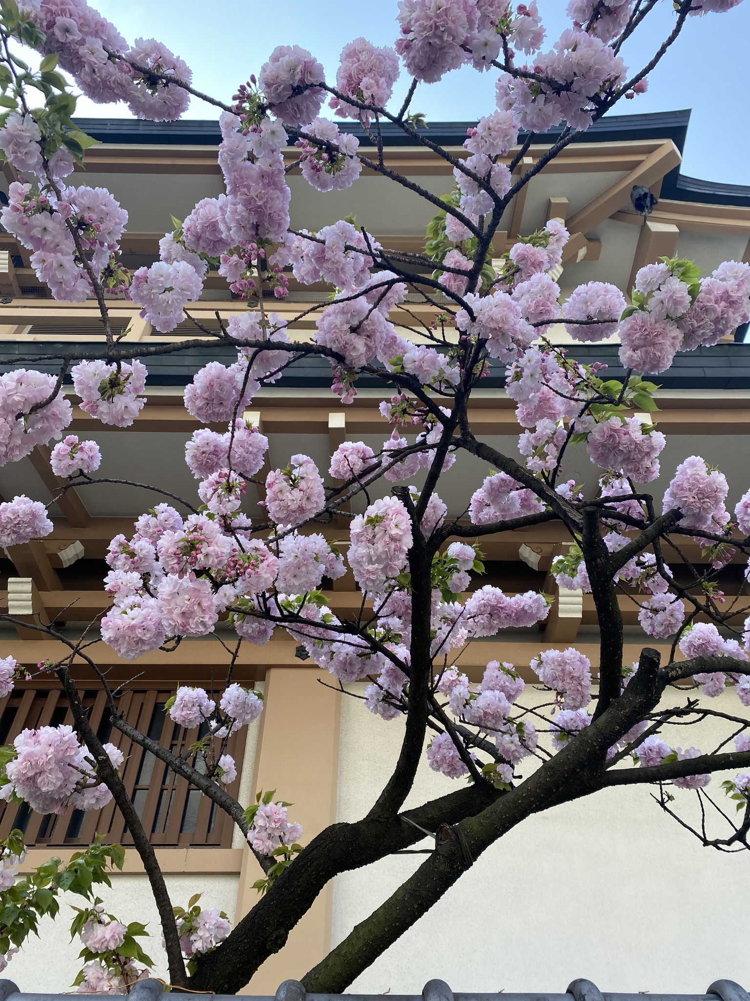 蓮興寺の桜