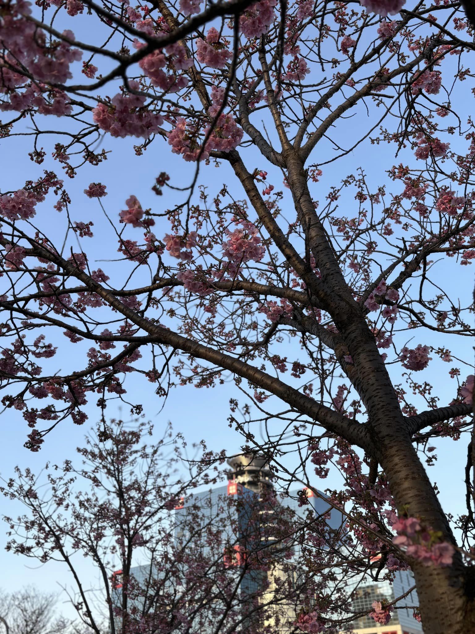 扇町公園の早咲桜・陽光桜