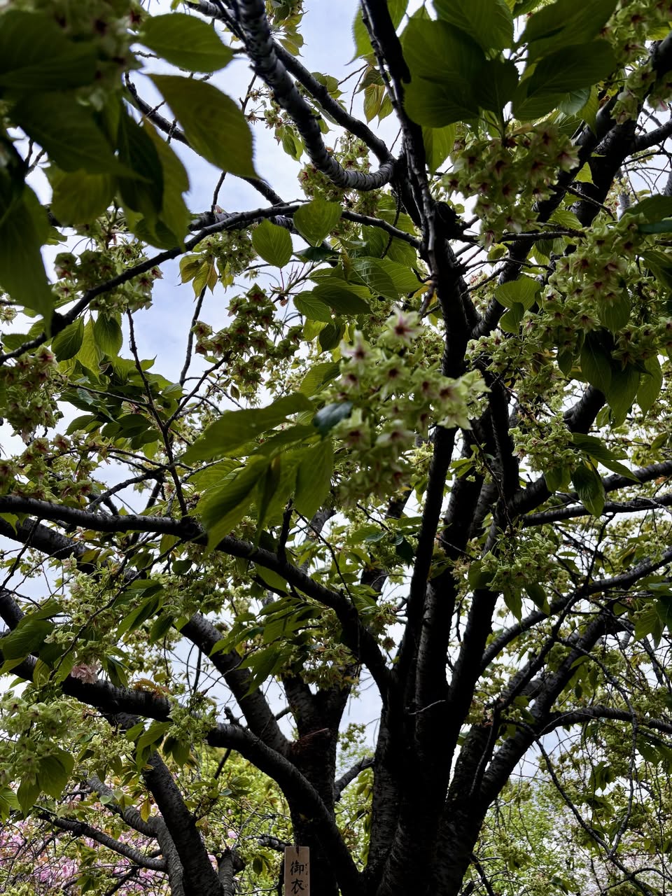 今年の桜は「御衣黄」